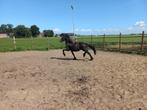Tk Jonge barock pinto 1 en 3 jarige bp/friese 5 en 1 jaar, Dieren en Toebehoren, Paarden, Minder dan 160 cm, Niet van toepassing