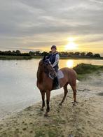 Bijrijdpaard gezocht omgeving Terwolde, Dieren en Toebehoren, Ophalen