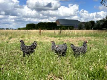 Jonge tamme Amrock kippen groot ras gesekst en ingeënt beschikbaar voor biedingen
