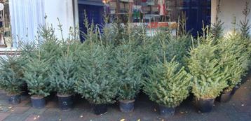 Kerstbomen Fijne blauwspar met Kluit in pot 40 cm – 120 cm beschikbaar voor biedingen