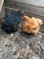 Mooie oprington gekruist met australorp hennen 2 jaar oud, Dieren en Toebehoren, Pluimvee, Vrouwelijk, Kip