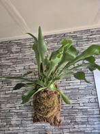 Hertshoorn op kurk +- 80 cm, Huis en Inrichting, Overige soorten, Minder dan 100 cm, Groene kamerplant, Halfschaduw