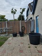 Prunus kanzan 2 stuks +-5meter hoog, Ophalen, Volle zon, Overige soorten