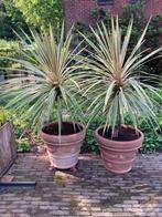 2 xtra grote Cordyline in italiaanse terracotta pot, Tuin en Terras, Planten | Tuinplanten, Volle zon, Vaste plant, Bloeit niet