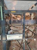 Dorsalis eekhoorns, Dieren en Toebehoren, Knaagdieren, Juni, Meerdere dieren