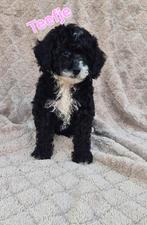 Toy poedel pups, Dieren en Toebehoren, Poedel, Rabiës (hondsdolheid), 8 tot 15 weken, Meerdere