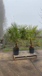 Trachycarpus fontunei, Tuin en Terras, Ophalen, Overige soorten, Volle zon