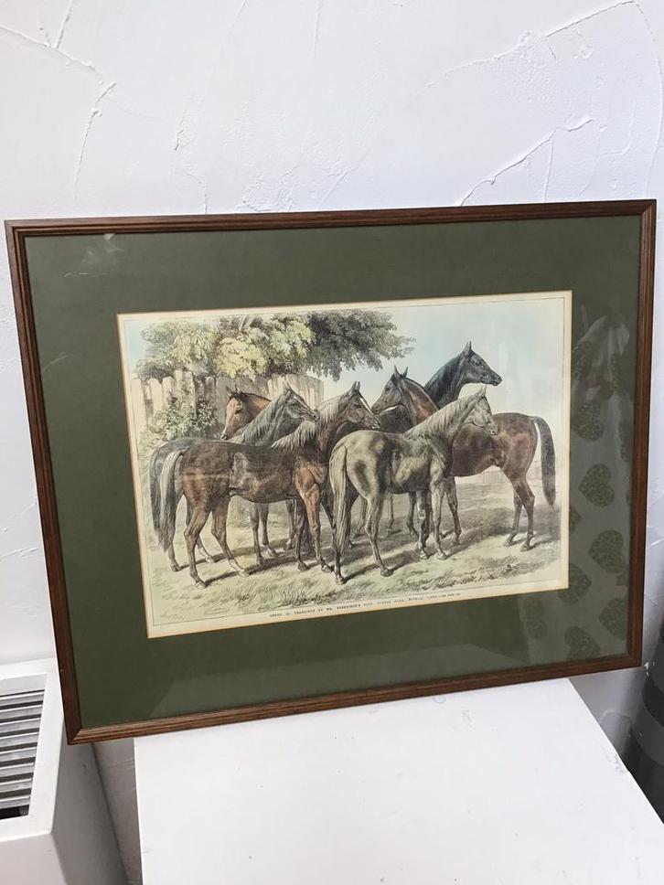 Antiek paarden gravure,Arabische volbloed,paarden schilderij, Antiek en Kunst, Kunst | Etsen en Gravures, Ophalen of Verzenden