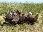 Wyandotte kriel kippen goudblauw gezoomd gesekst + ingeënt, Dieren en Toebehoren, Pluimvee, Vrouwelijk, Kip