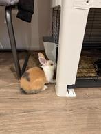 Dwerg konijntje, Meerdere dieren, Dwerg, 0 tot 2 jaar