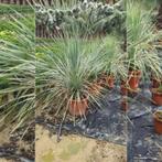 Yucca Rostrata - Palmlelie g97516, Tuin en Terras, Planten | Tuinplanten, Ophalen of Verzenden