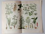 Botanische Litho Giftpflanzen I - 1894, Antiek en Kunst, Ophalen of Verzenden