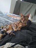 Mooie Sneeuw bengaal kitten te koop., Dieren en Toebehoren, Poes