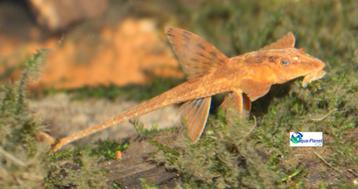 Rineloricaria Lanceolata beschikbaar voor biedingen