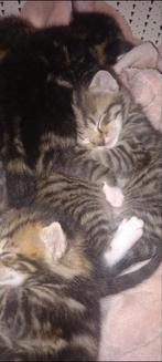 Prachtige kittens - 2 katertjes nog beschikbaar, Dieren en Toebehoren, Katten en Kittens | Overige Katten, Meerdere dieren, Kortharig