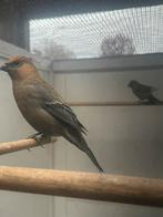 Haakbek man, Dieren en Toebehoren, Vogels | Overige Vogels, Mannelijk, Wildzangvogel, Geringd