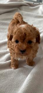 Toy poedel puppys, Dieren en Toebehoren, Honden | Chihuahua's en Gezelschapshonden, Poedel, Reu, CDV (hondenziekte), 8 tot 15 weken