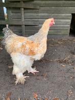 Cochin haan groot hoen, Dieren en Toebehoren, Mannelijk, Kip