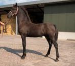 Te Koop: friese veulens, Dieren en Toebehoren, Paarden, Hengst, Minder dan 160 cm, 0 tot 2 jaar