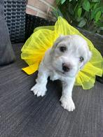 Maltezer puppy’s, Dieren en Toebehoren, Maltezer, CDV (hondenziekte), 8 tot 15 weken, Meerdere