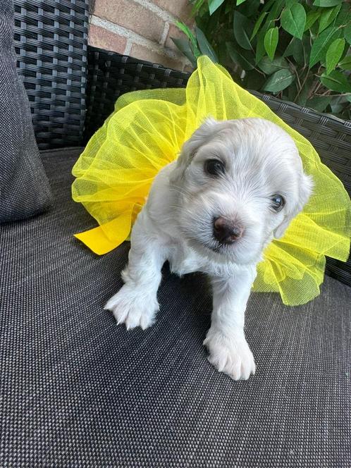 Maltezer puppy’s, Dieren en Toebehoren, Honden | Chihuahua's en Gezelschapshonden, Meerdere dieren, Maltezer, Particulier, Meerdere