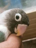 Prachtige piep jonge agapornis personata turquoise pop, Dieren en Toebehoren, Vogels | Parkieten en Papegaaien, Vrouwelijk, Dwergpapegaai of Agapornis