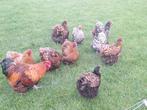 Orpington groot ,diverse kleuren, Dieren en Toebehoren, Pluimvee, Meerdere dieren, Kip