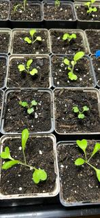 Herfst en winter groente plantjes, Ophalen, Overige soorten