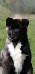 American Akita FCI, Dieren en Toebehoren, Honden | Poolhonden, Keeshonden en Oertypen, België, Rabiës (hondsdolheid), Overige rassen