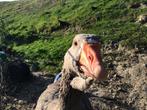 Gezocht Toulouse gans vrouw, Dieren en Toebehoren, Vrouwelijk, Gans of Zwaan