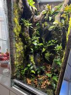 Terrarium/Paludarium, Dieren en Toebehoren, Reptielen en Amfibieën | Toebehoren, Ophalen, Zo goed als nieuw