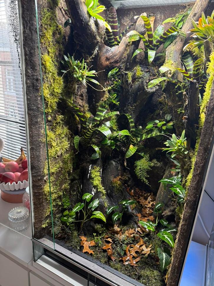 Terrarium/Paludarium, Dieren en Toebehoren, Reptielen en Amfibieën | Toebehoren, Zo goed als nieuw, Ophalen