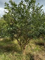 Solitaire heesters & meerstammige bomen, Bloeit niet, Ophalen of Verzenden, 100 tot 250 cm, Zuilboom