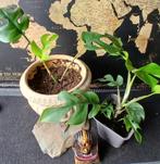 Monstera Minima, Huis en Inrichting, Kamerplanten, Ophalen of Verzenden, Halfschaduw, Minder dan 100 cm