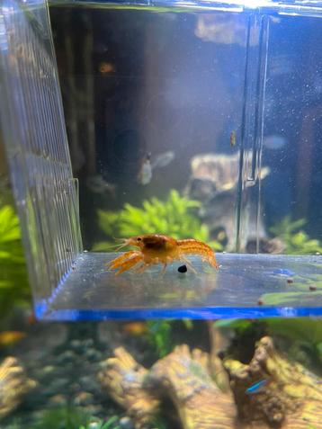 Dwergkreeft beschikbaar voor biedingen