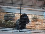 2 cavia's, Dieren en Toebehoren, Knaagdieren, September, Mannelijk, Cavia