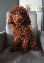 Lieve roodkleurige dwergpoedel reu zoekt nieuw baasje, Dieren en Toebehoren, Particulier, 15 weken tot 1 jaar, Buitenland, Eén hond