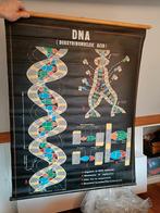 Oude schoolkaart DNA, Ophalen of Verzenden