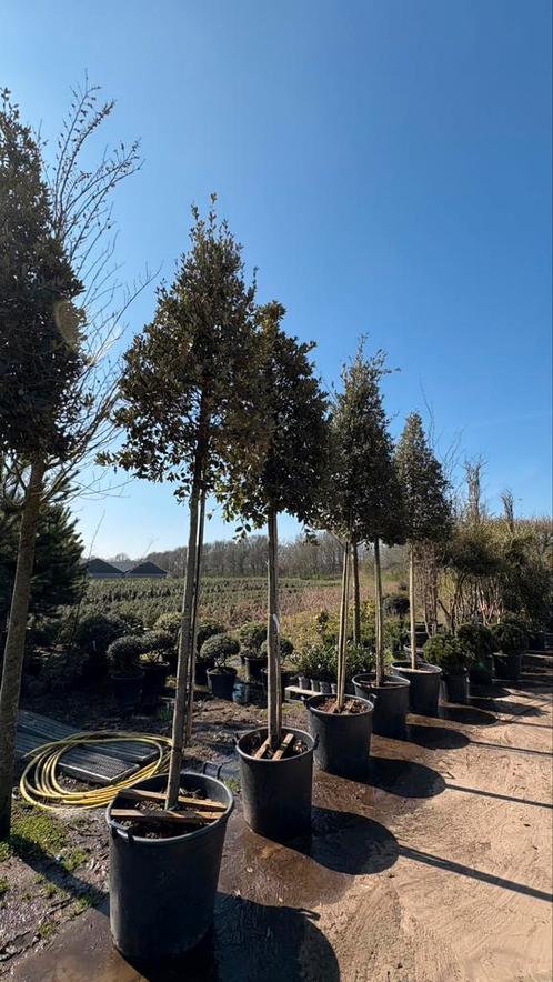 Quercus ilex | Steeneiken in verschillende maten, Tuin en Terras, Planten | Bomen, Overige soorten, Ophalen of Verzenden