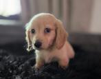 Te koop mooie blonde langharige dwerg teckel pups, 8 tot 15 weken, Dwerg, Langhaar, Meerdere