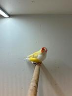 Gouldamadine lutino pop, Dieren en Toebehoren, Vrouwelijk, Tropenvogel