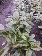 Prunus laurier Genolia   3500 stuks 15/25cm blotewortel plg, Overige soorten, Volle zon, Vaste plant, Ophalen of Verzenden