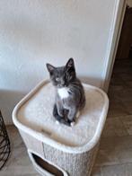 Dieren, Dieren en Toebehoren, Katten en Kittens | Raskatten | Korthaar, Kater