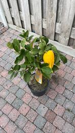 Citrus budhas hand, Ophalen of Verzenden, Overige soorten, Volle zon