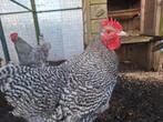 Kippenopvang zoekt goede plek voor deze jonge, grote haan!, Dieren en Toebehoren, Pluimvee, Mannelijk, Kip