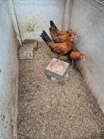 Friese goudpelkriel, Dieren en Toebehoren, Mannelijk, Kip