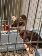 Mooie Harlakijn kanaries zonder kooi iemand interesse, Dieren en Toebehoren, Vogels | Kanaries, Meerdere dieren, Kleurkanarie