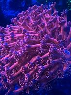 Gonoipora toxic red, Dieren en Toebehoren, Overige typen, Zoutwatervis