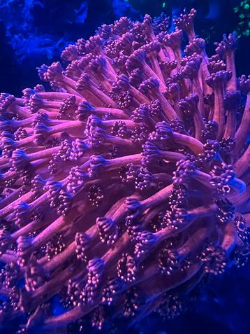 Gonoipora toxic red beschikbaar voor biedingen