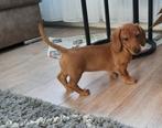 Ruwhaar pupje rood, Dieren en Toebehoren, Honden | Teckels en Dashonden, 8 tot 15 weken, Teef, Dwerg, CDV (hondenziekte)